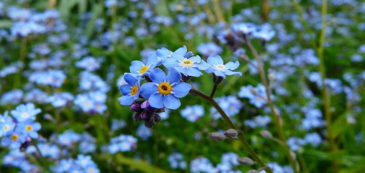 ▷ Flor Nomeolvides: Cuidados, Significado y Leyenda | Divain Bouquet