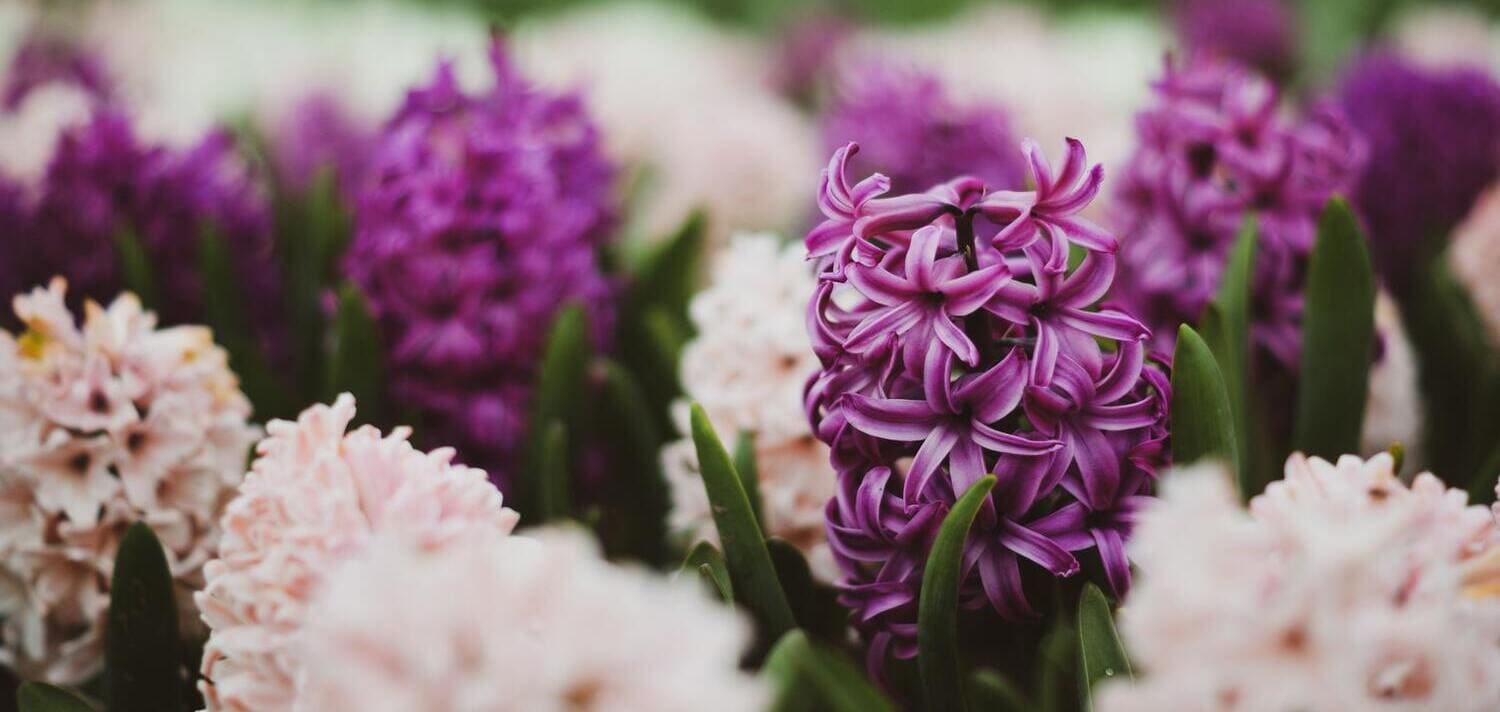 Jacinto: Características, Cuidados y Significado de esta Flor | Divain