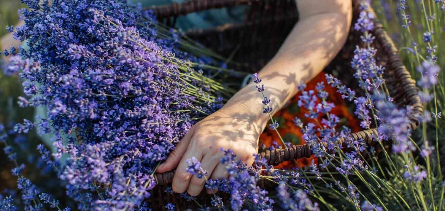 ▷ Lavanda: Cuidados, Propiedades y Para qué sirve | Divain Bouquet