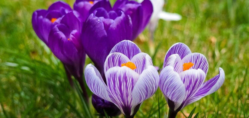 ▷ Las Flores Moradas y Lilas Silvestres Más Bonitas ?