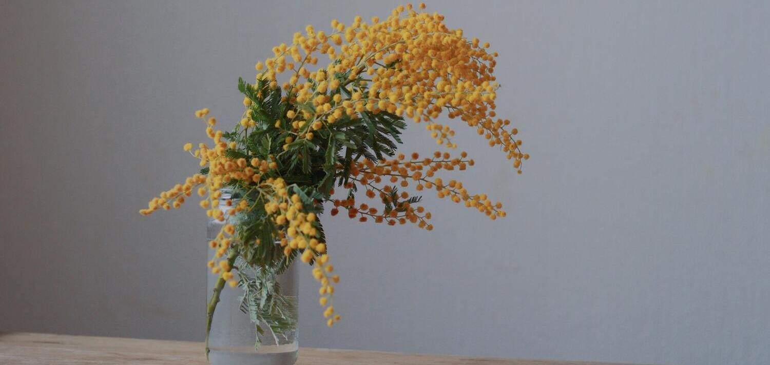 Flor Mimosa: Características, Significado y Cuidados | Divain Bouquet