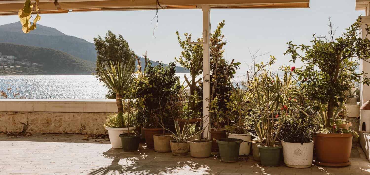 ▷ 11 Plantas de Exterior Resistentes al Frío y al Calor | Divain