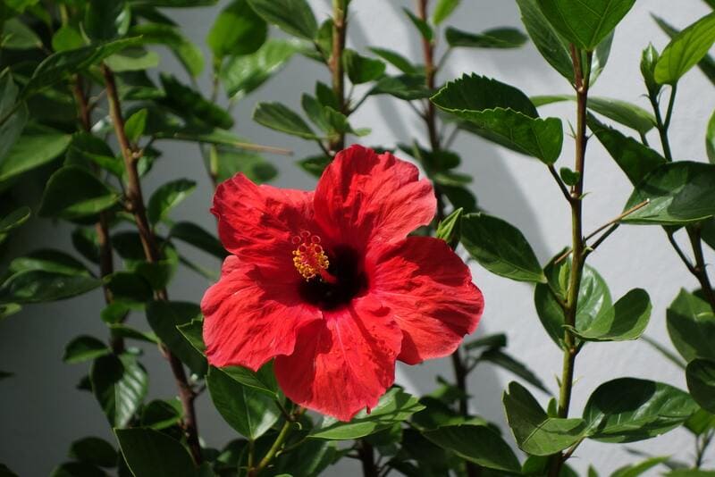 Flor de Jamaica o Hibiscus: Propiedades, Cuidados y Beneficios