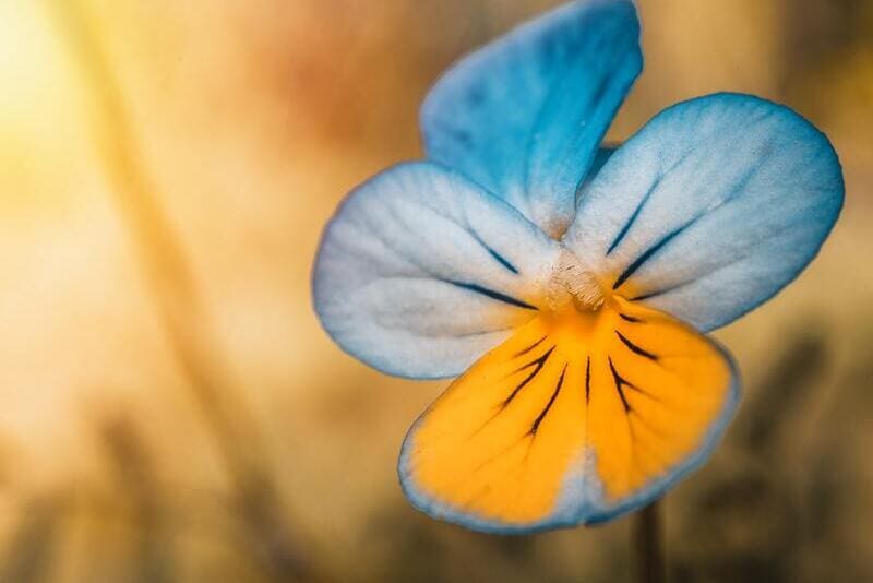 Flor del Pensamiento: Cuidados y Significado | Divain Bouquet