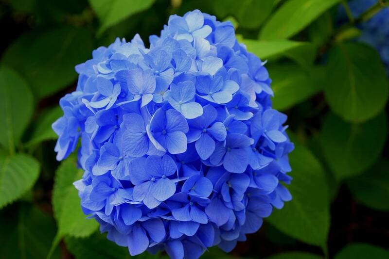 Las 4 flores azules más bonitas y su significado | Divain Bouquet