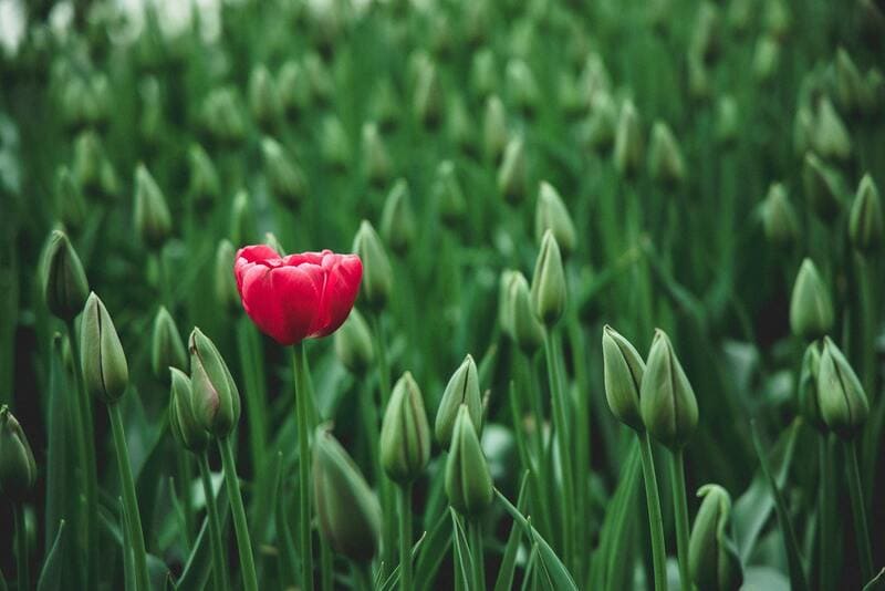 Las Flores de Primavera más Bonitas de la Temporada | Divain Bouquet