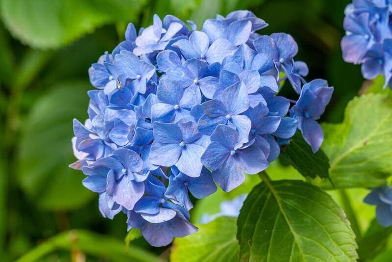 Hortensia: Cuidados y Significado por Colores | Divain Bouquet