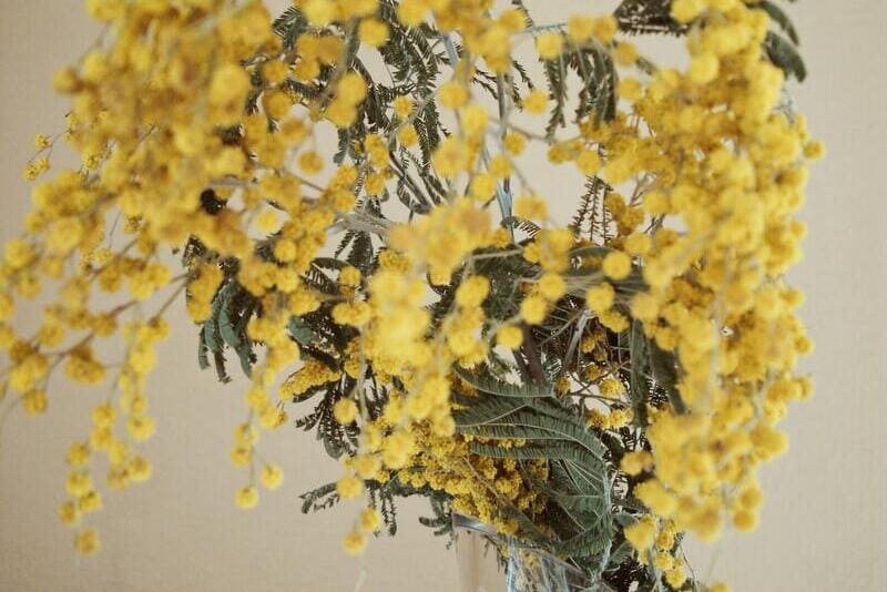 Flor Mimosa: Características, Significado y Cuidados | Divain Bouquet