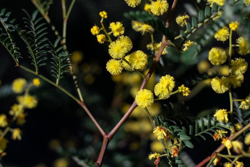 Flor Mimosa: Características, Significado y Cuidados | Divain Bouquet