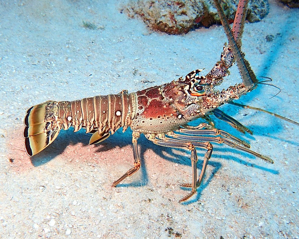 spiny lobster