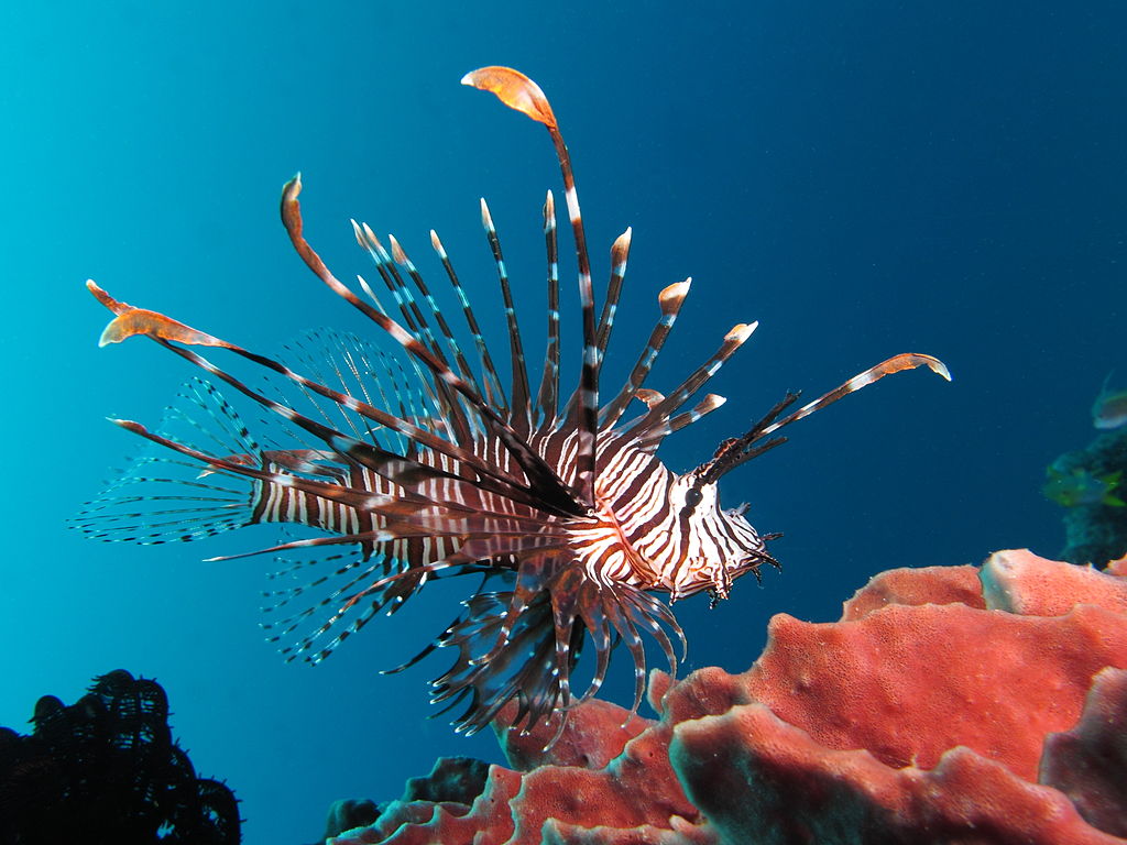 lionfish