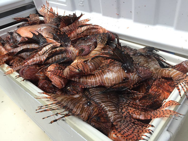 lionfish derby