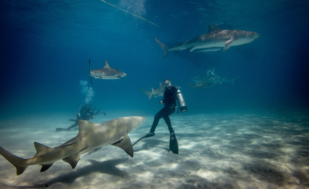 scuba diver and shark