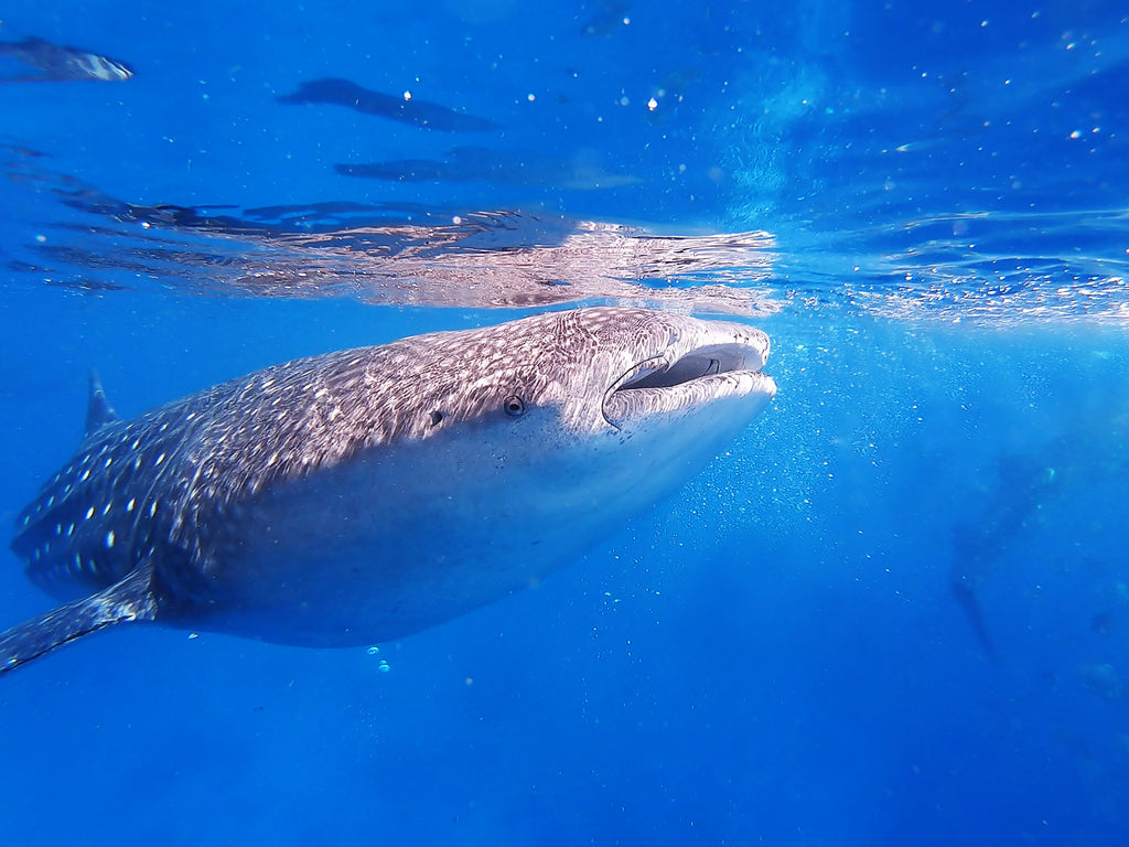 whale shark