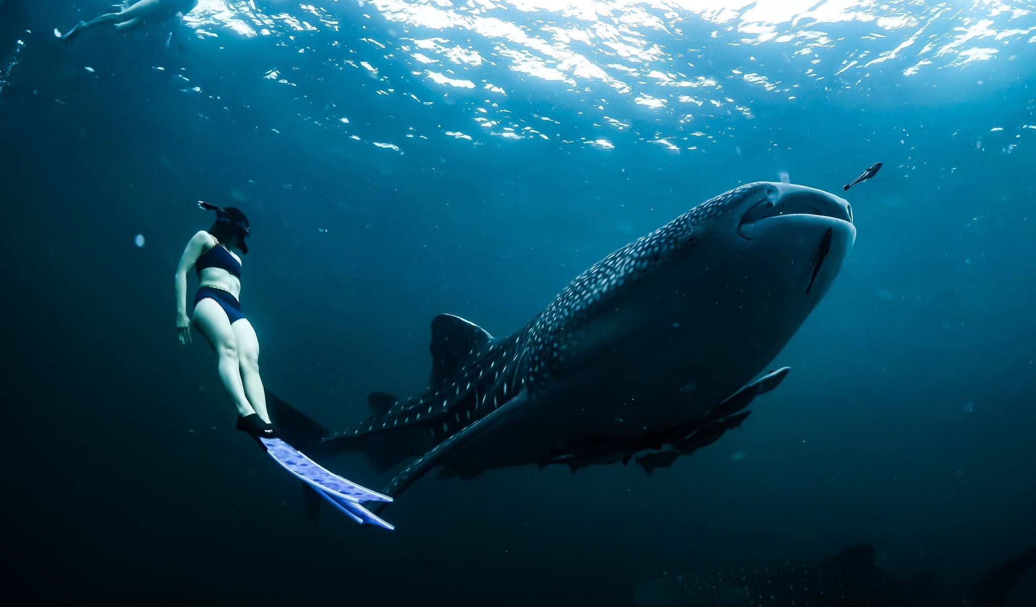 scuba diver with whale shark