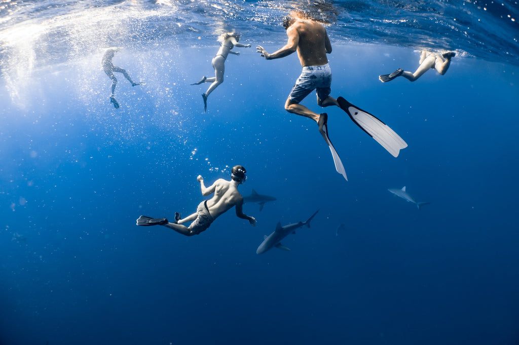 people swimming with sharks