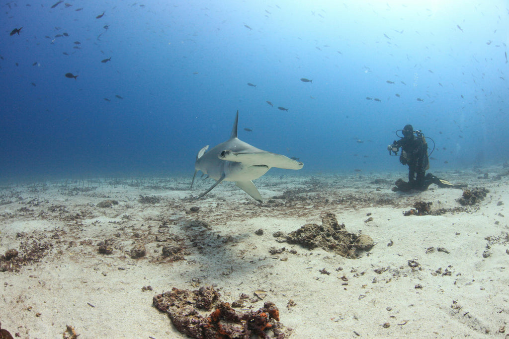 hammerhead shark