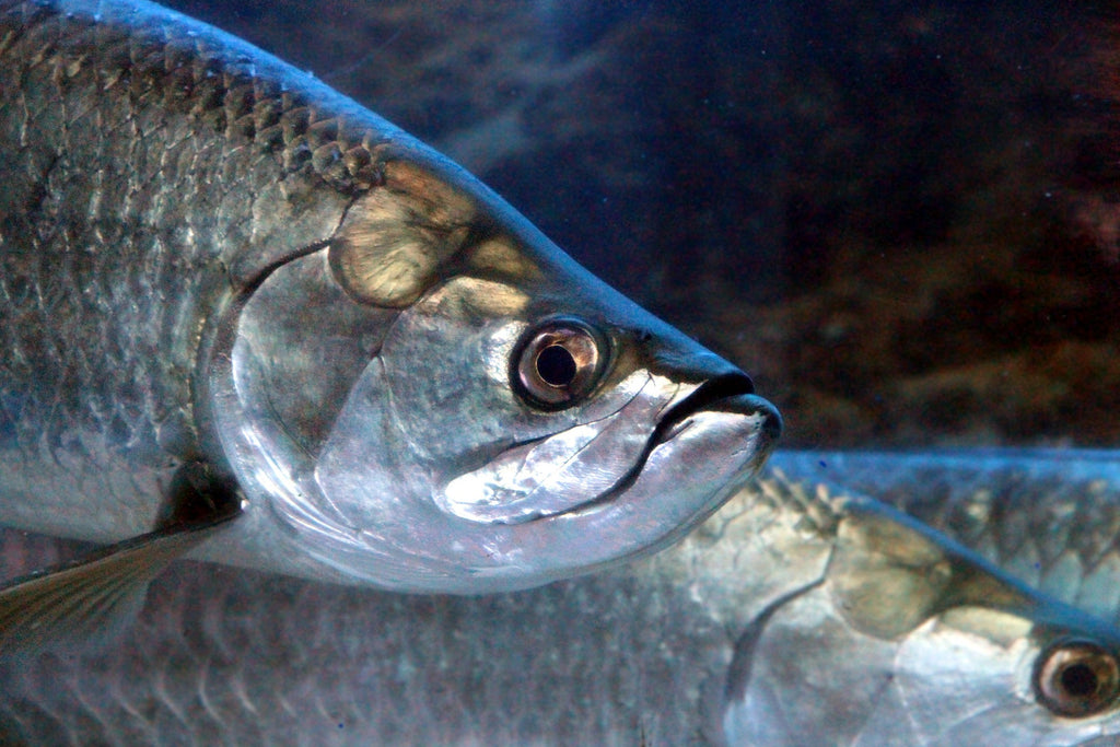 tarpon fish