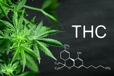 THC is the psychoactive compound found in cannabis that produces the "high" effect, and is known for its potential therapeutic properties.