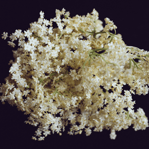 Bunch of elderflower flowers. 