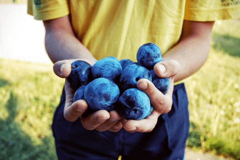 Someone holding a handful of blueberries.
