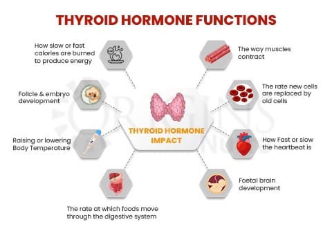 Thyroid Hormone Functions