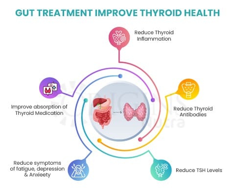 How Gut Treatment Affect Thyroid