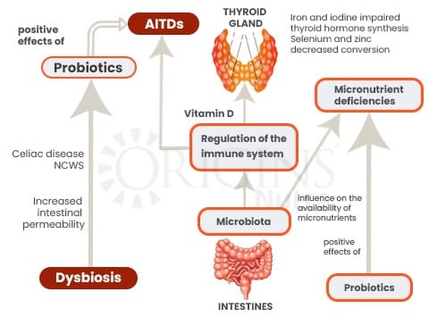 Gut-Thyroid Connection