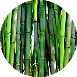 bamboo image