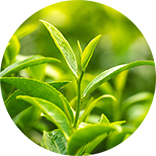 green tea plant image