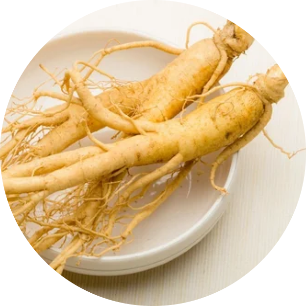 Asian Ginseng Extract (Panax ginseng) extract (root)