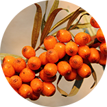 sea buckthorn oil fruit image