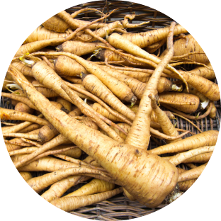 shatavari root image