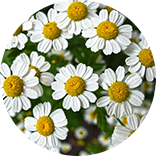 Chamomile flower image