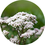 valerian plant image