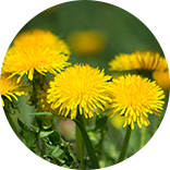 Dandelion plant image