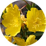 evening primrose oil plant image