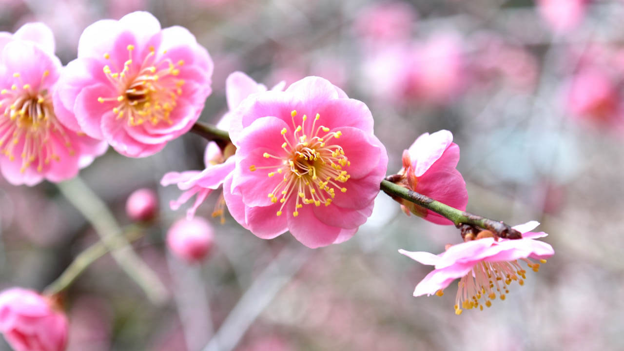 花見酒_梅の花