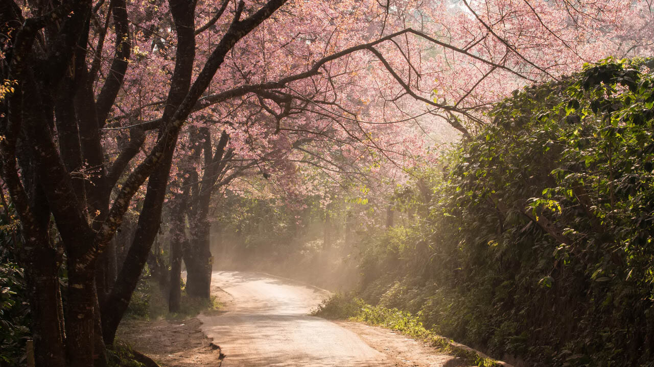 花見酒_雰囲気のある桜並木