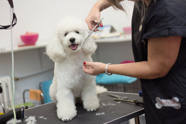 how to keep dog calm while cutting hair