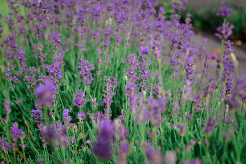 lavender row