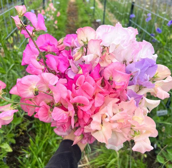 a bunch of pink and purple sweet peas