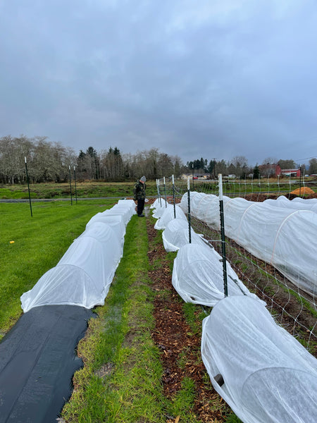 sweet pea row covered with frost cloth