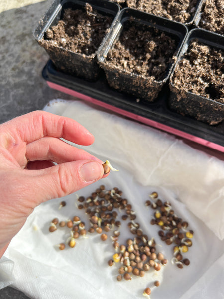 a hand holding a pre-sprouted sweet pea seed