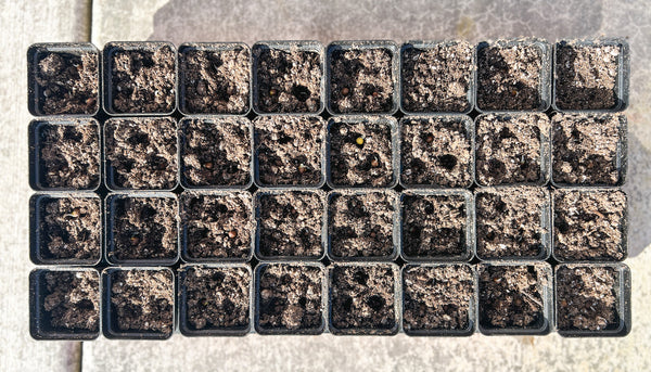 planting tray with sweet pea seeds