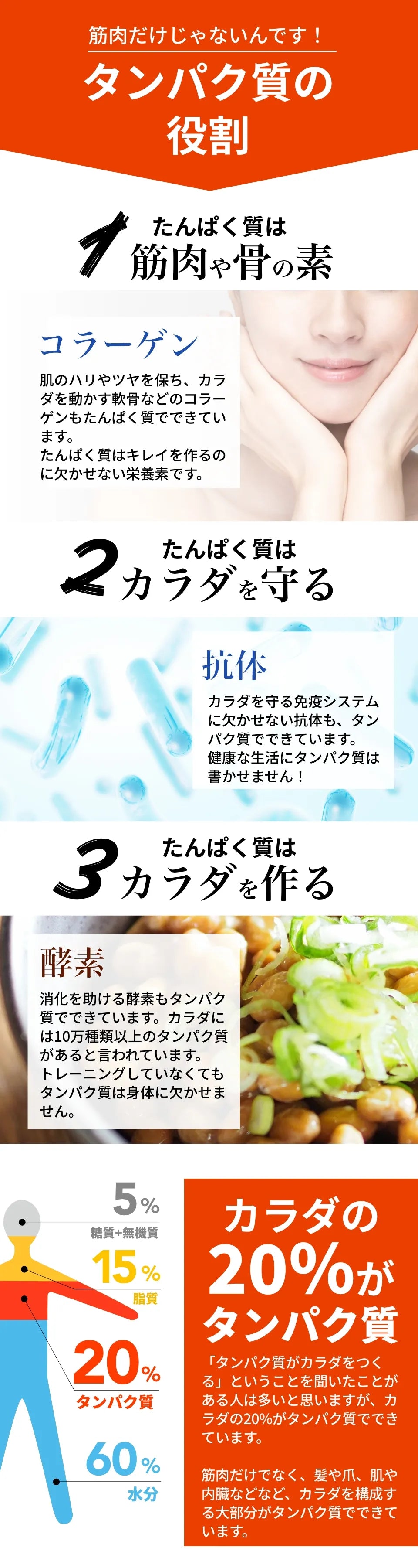 タンパク質の役割