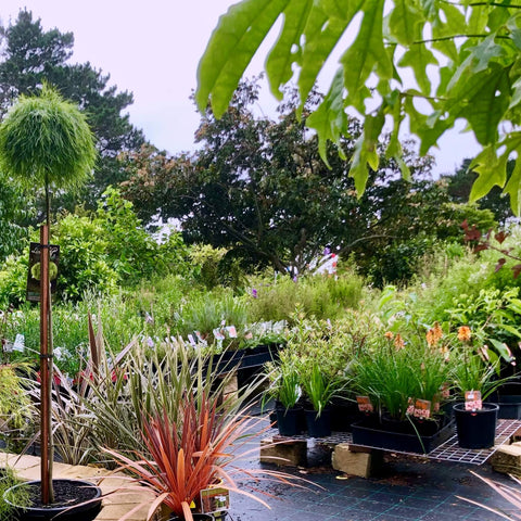 Our nursery is brimming with plants