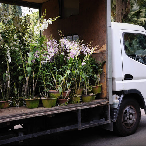 Mountain View Nursery delivers