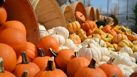 citrouille sortie que faire en octobre avec bébé