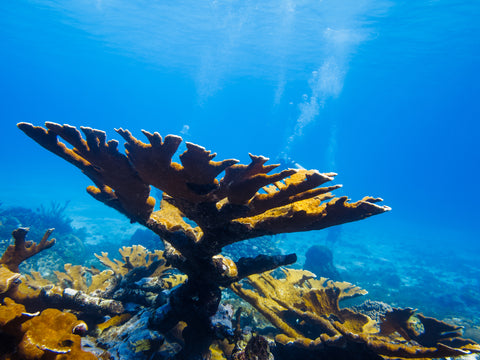 Elkhorn Coral, Tres Palmas Marine Reserve